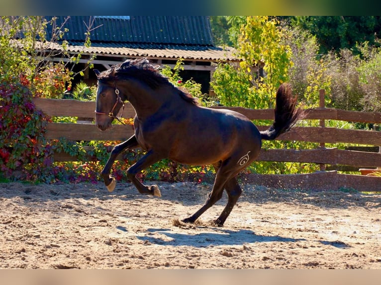PRE Hengst 4 Jaar 163 cm Donkerbruin in Polenz