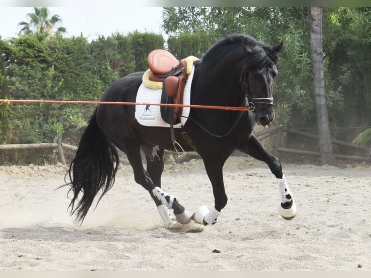 PRE Mix Hengst 4 Jaar 163 cm Donkerbruin in Provinz Malaga