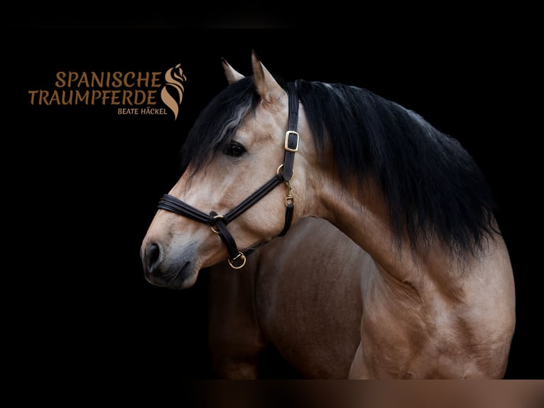 PRE Mix Hengst 4 Jaar 163 cm Falbe in Traventhal