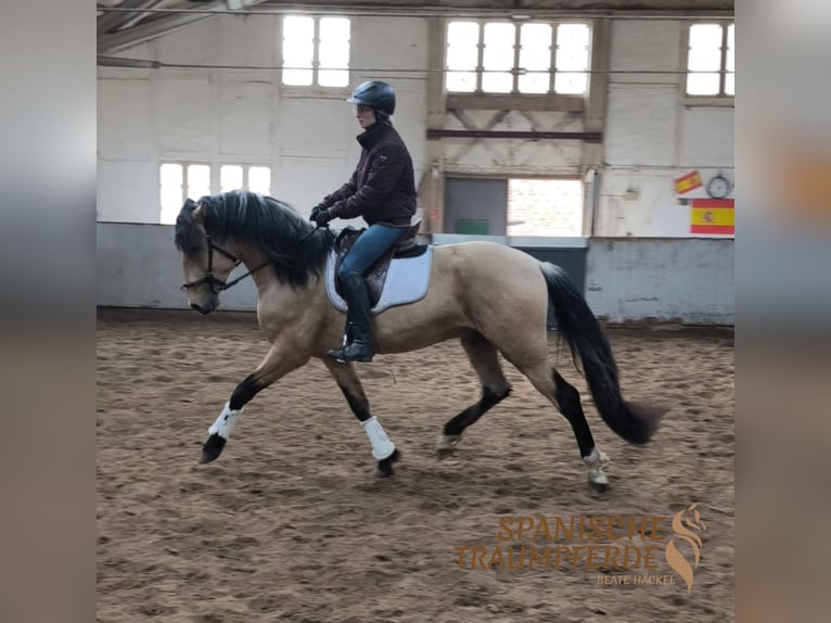 PRE Mix Hengst 4 Jaar 163 cm Falbe in Traventhal