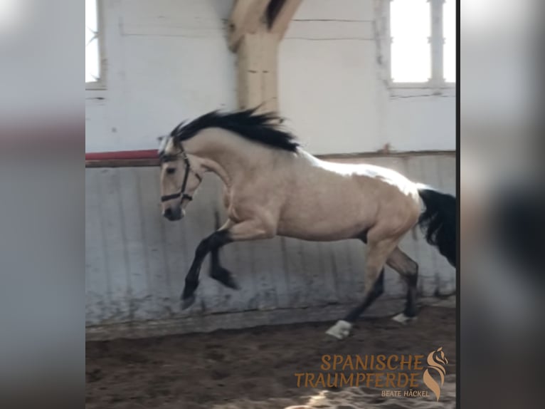 PRE Mix Hengst 4 Jaar 163 cm Falbe in Traventhal