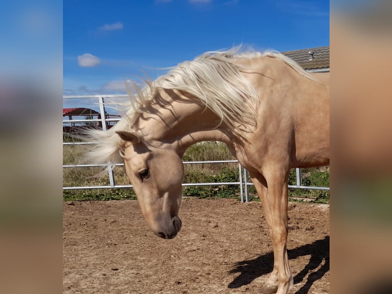 PRE Mix Hengst 4 Jaar 163 cm Palomino in Navarra