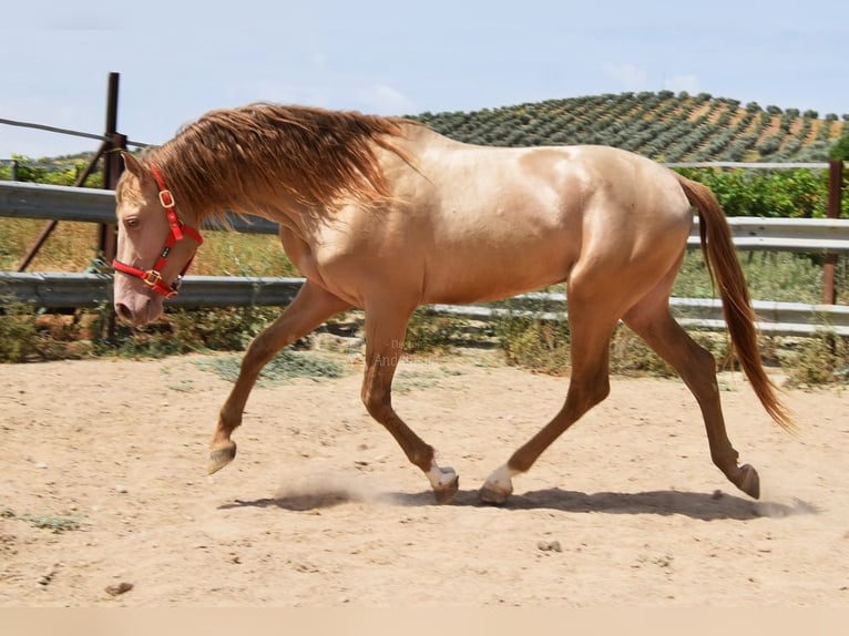 PRE Hengst 4 Jaar 163 cm Pearl in Provinz Cordoba