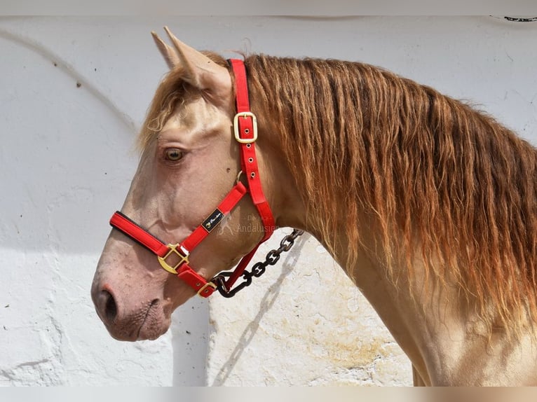 PRE Hengst 4 Jaar 163 cm Pearl in Provinz Cordoba