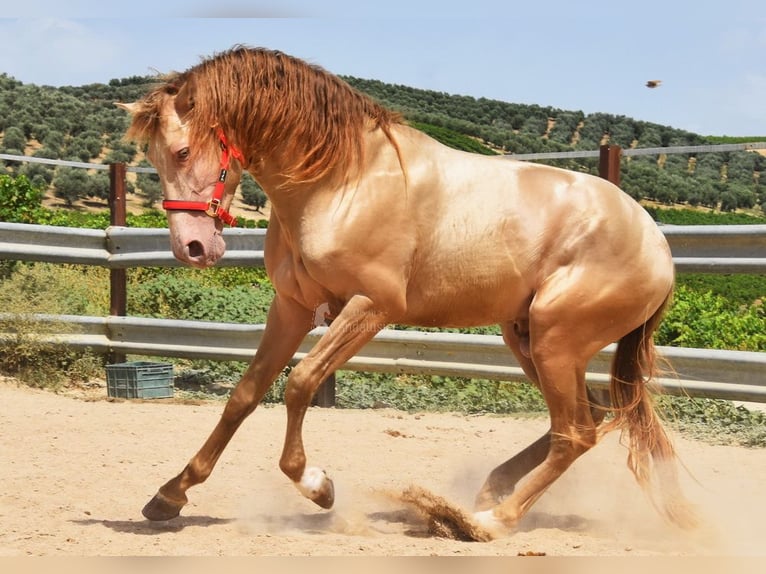 PRE Hengst 4 Jaar 163 cm Pearl in Provinz Cordoba
