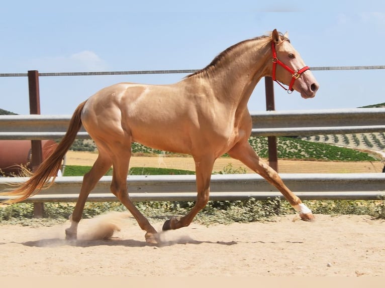 PRE Hengst 4 Jaar 163 cm Pearl in Provinz Cordoba