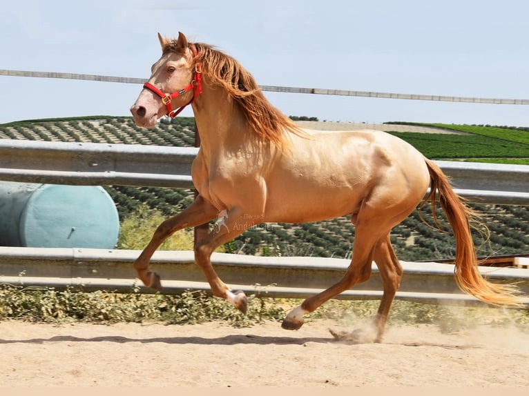PRE Hengst 4 Jaar 163 cm Pearl in Provinz Cordoba