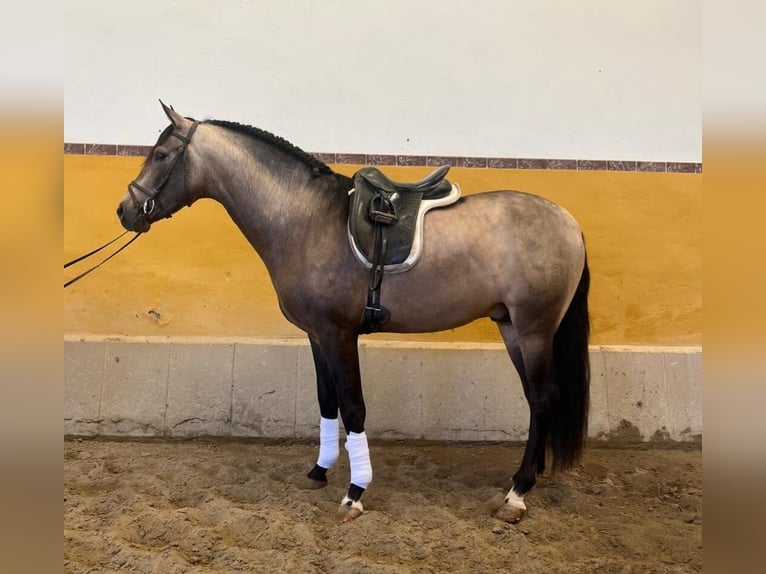 PRE Mix Hengst 4 Jaar 163 cm Roodbruin in Sevilla