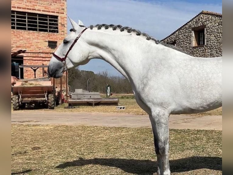 PRE Mix Hengst 4 Jaar 163 cm Schimmel in Hamburg