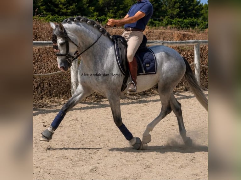 PRE Mix Hengst 4 Jaar 163 cm Schimmel in Sevilla