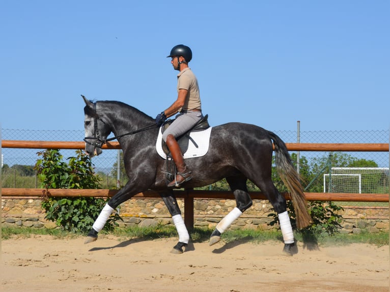 PRE Mix Hengst 4 Jaar 163 cm Schimmel in MatajudaicaMonells