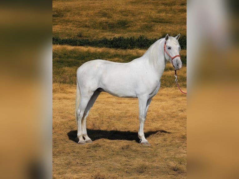 PRE Mix Hengst 4 Jaar 163 cm Schimmel in Polenz