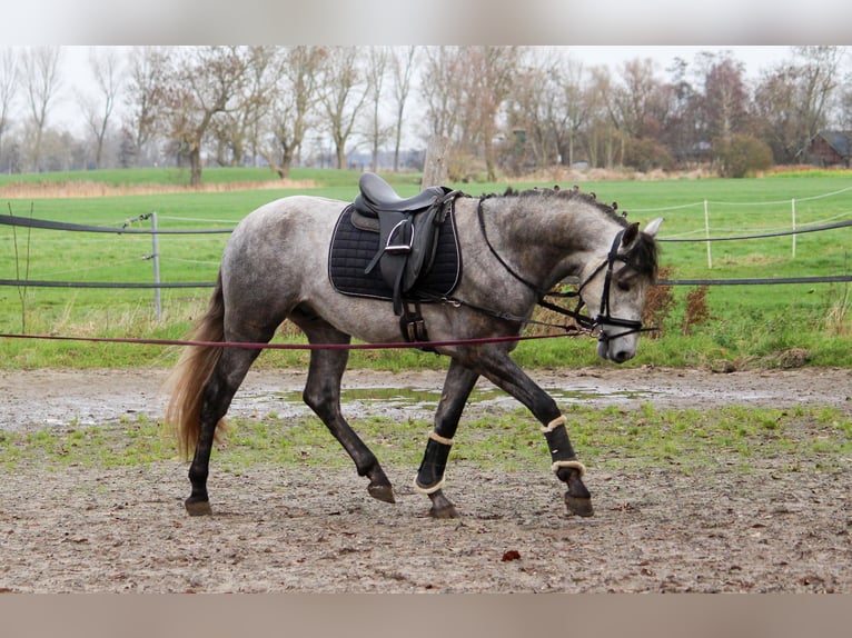 PRE Hengst 4 Jaar 163 cm Schimmel in Wremen