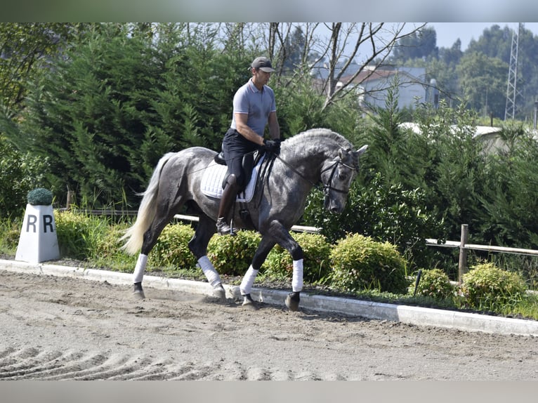 PRE Hengst 4 Jaar 163 cm Schimmel in Guimarães
