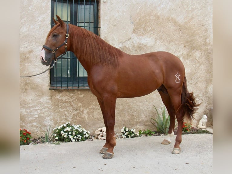 PRE Mix Hengst 4 Jaar 163 cm Vos in Hamburg