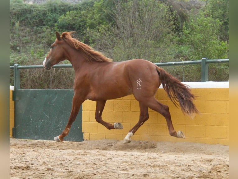 PRE Mix Hengst 4 Jaar 163 cm Vos in Hamburg