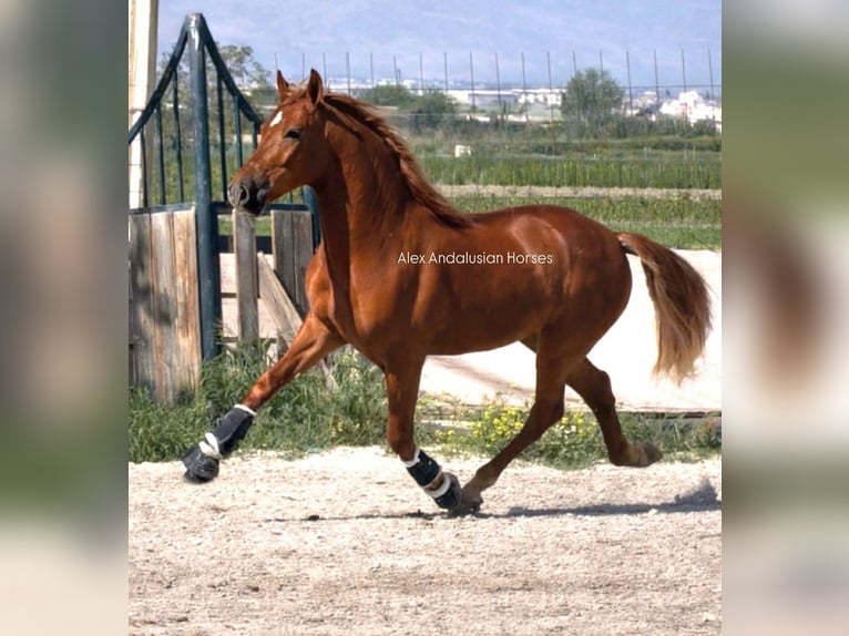 PRE Mix Hengst 4 Jaar 163 cm Vos in Sevilla