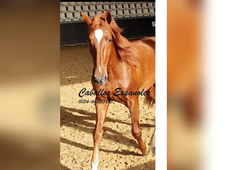 PRE Hengst 4 Jaar 163 cm Vos in Vejer de la Frontera