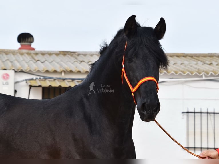 PRE Hengst 4 Jaar 163 cm Zwart in Provinz Malaga