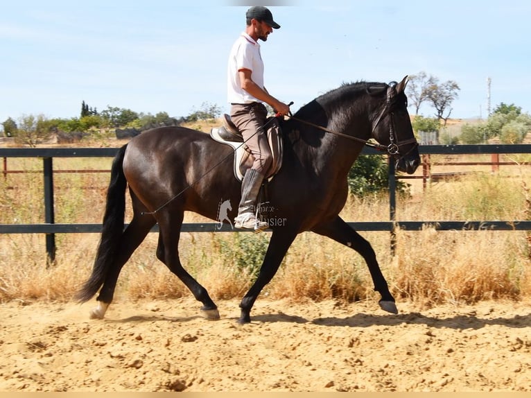 PRE Hengst 4 Jaar 163 cm Zwart in Provinz Malaga