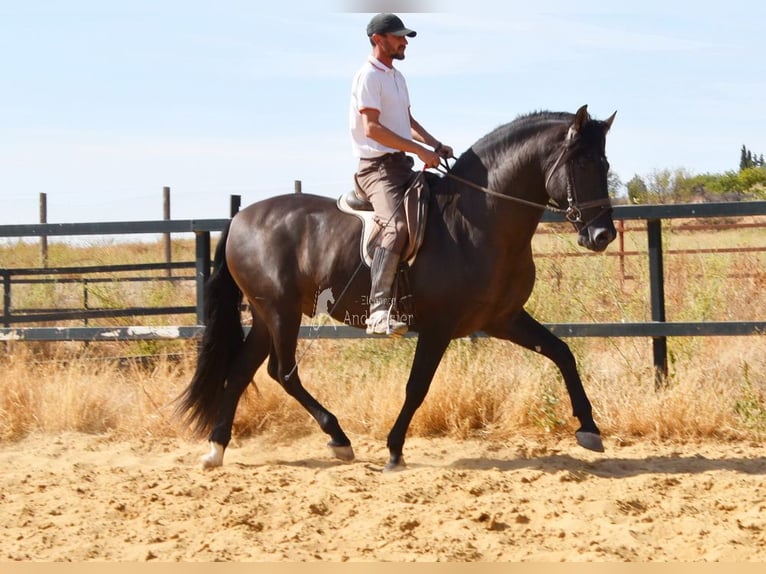 PRE Hengst 4 Jaar 163 cm Zwart in Provinz Malaga