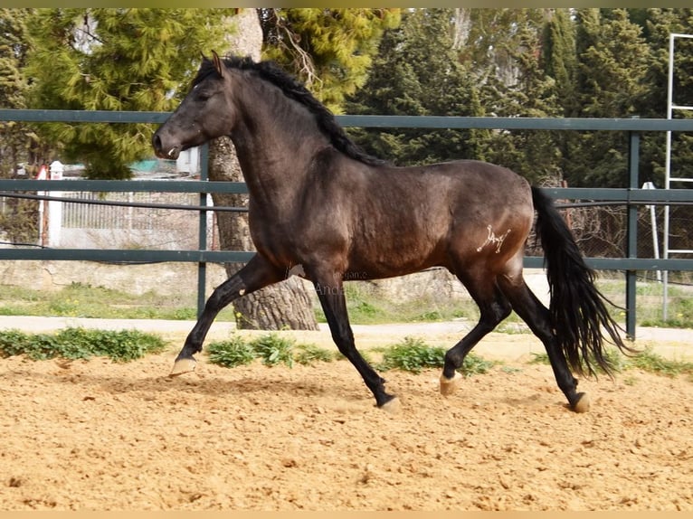 PRE Hengst 4 Jaar 163 cm Zwart in Provinz Malaga