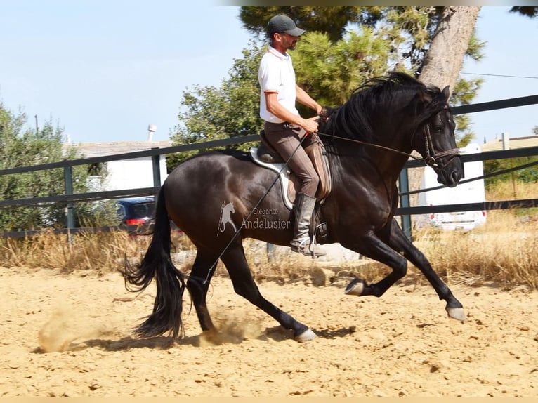 PRE Hengst 4 Jaar 163 cm Zwart in Provinz Malaga