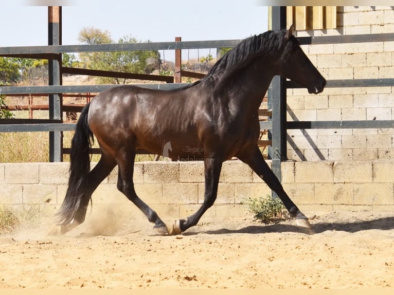 PRE Hengst 4 Jaar 163 cm Zwart in Provinz Malaga