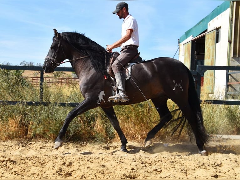 PRE Hengst 4 Jaar 163 cm Zwart in Provinz Malaga