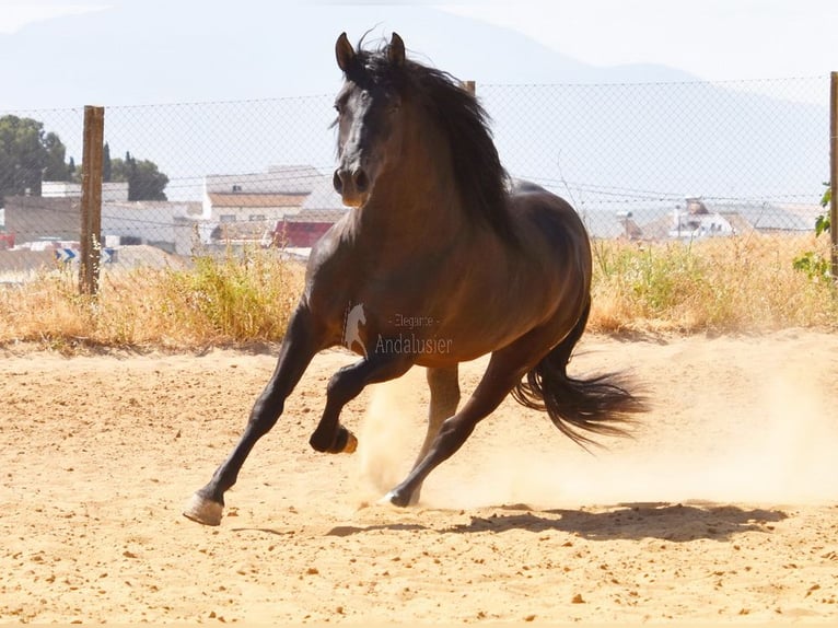 PRE Hengst 4 Jaar 163 cm Zwart in Provinz Malaga