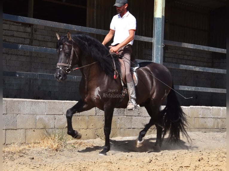 PRE Hengst 4 Jaar 163 cm Zwart in Provinz Malaga