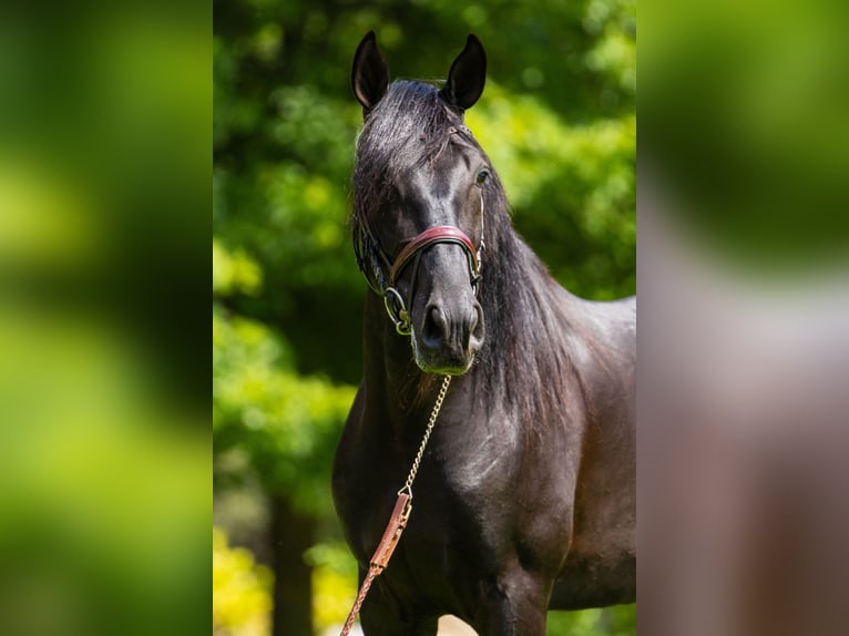 PRE Hengst 4 Jaar 163 cm Zwart in Ullastrell