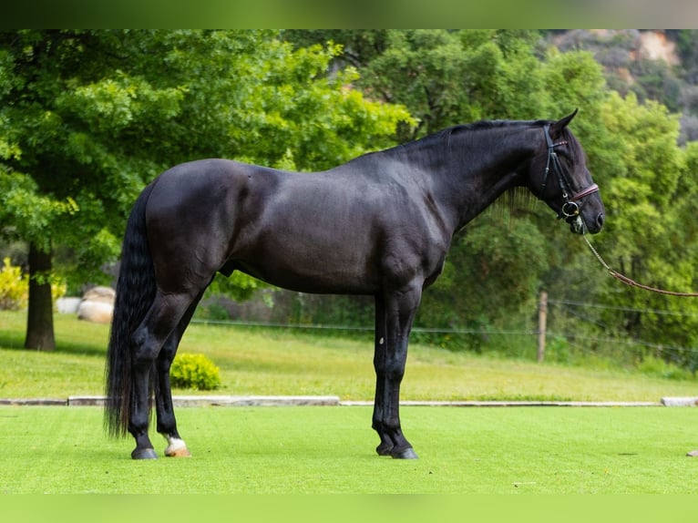 PRE Hengst 4 Jaar 163 cm Zwart in Ullastrell