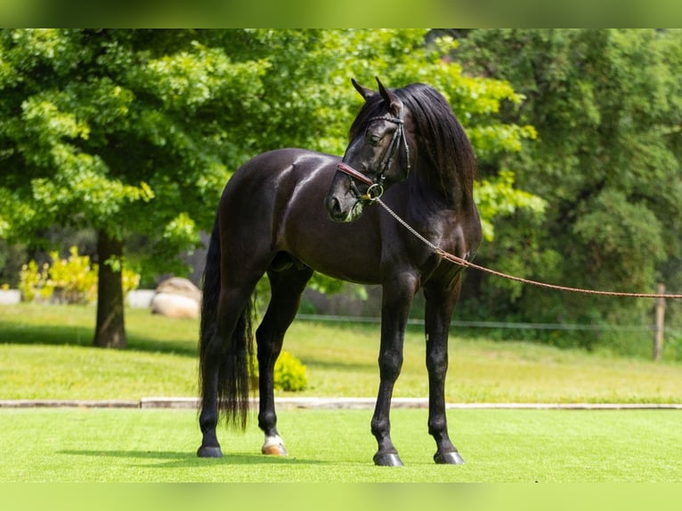 PRE Hengst 4 Jaar 163 cm Zwart in Ullastrell