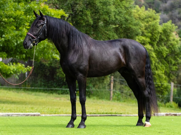 PRE Hengst 4 Jaar 163 cm Zwart in Ullastrell