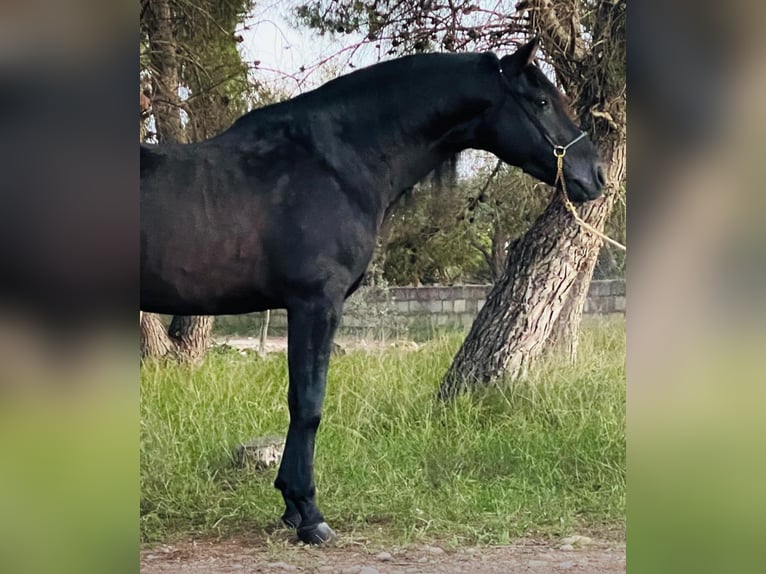 PRE Mix Hengst 4 Jaar 163 cm Zwart in Martfeld