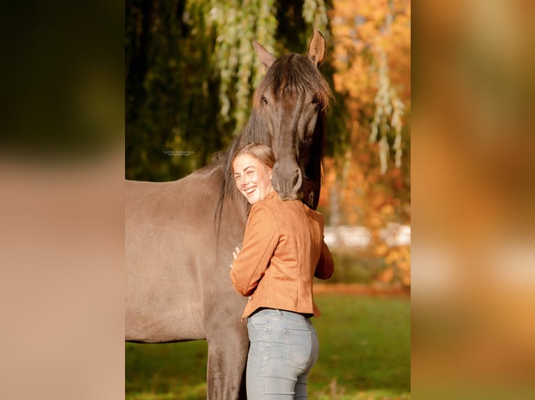 PRE Hengst 4 Jaar 163 cm Zwart in Enkhuizen