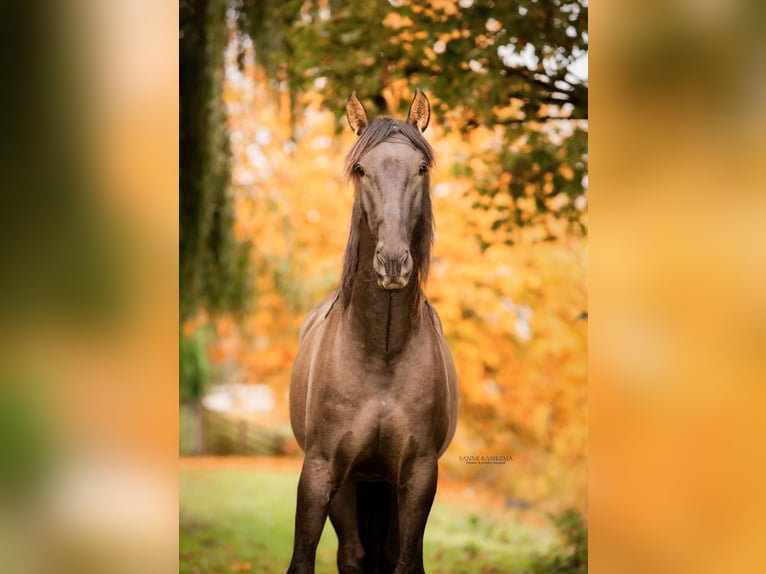 PRE Hengst 4 Jaar 163 cm Zwart in Enkhuizen