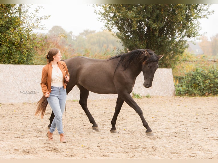 PRE Hengst 4 Jaar 163 cm Zwart in Enkhuizen