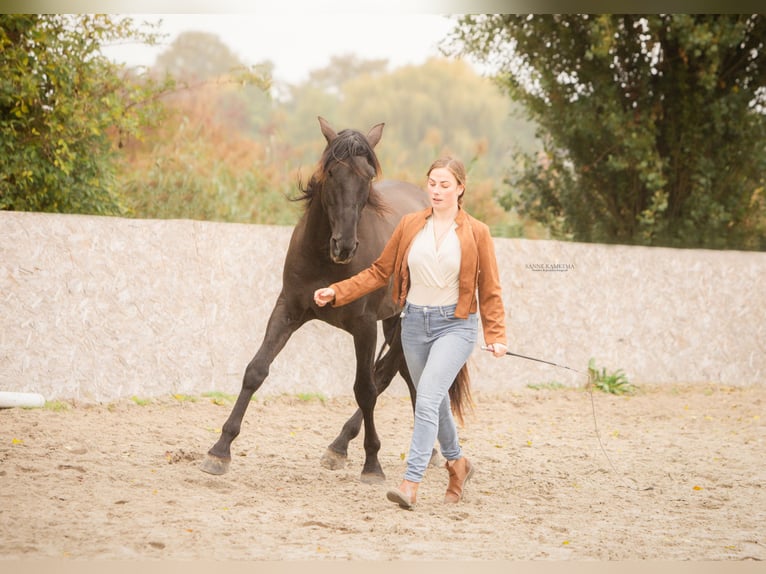 PRE Hengst 4 Jaar 163 cm Zwart in Enkhuizen