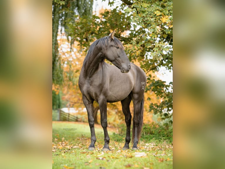 PRE Hengst 4 Jaar 163 cm Zwart in Enkhuizen