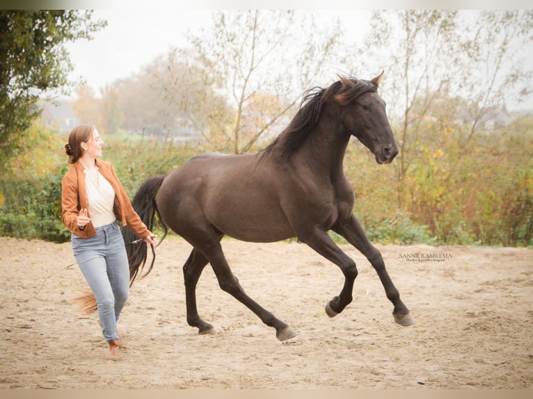 PRE Hengst 4 Jaar 163 cm Zwart in Enkhuizen