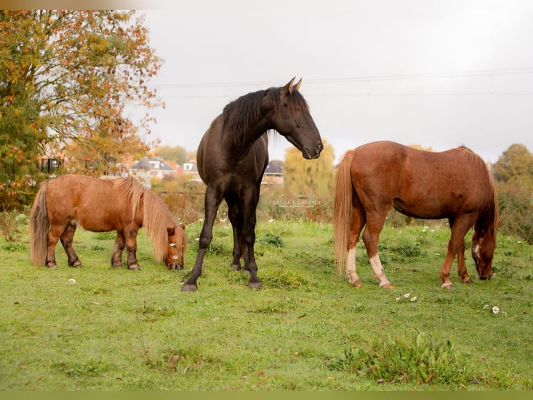 PRE Hengst 4 Jaar 163 cm Zwart in Enkhuizen