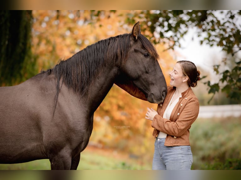 PRE Hengst 4 Jaar 163 cm Zwart in Enkhuizen