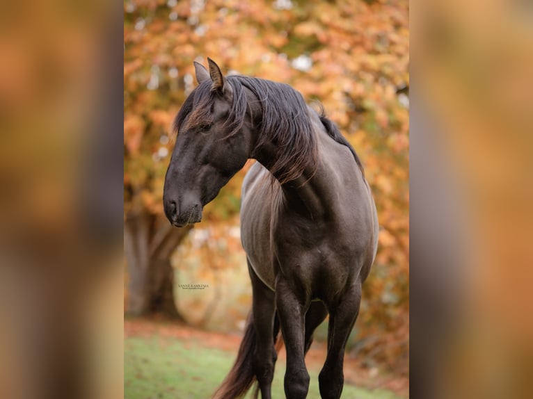 PRE Hengst 4 Jaar 163 cm Zwart in Enkhuizen