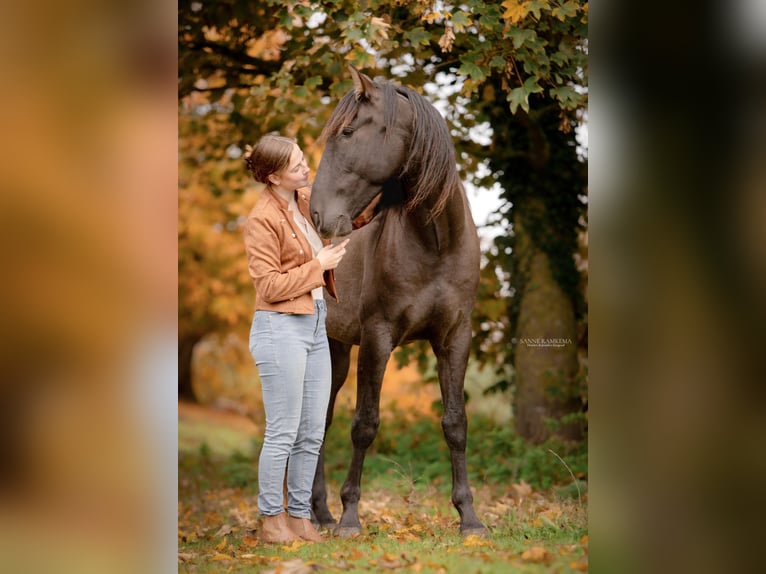 PRE Hengst 4 Jaar 163 cm Zwart in Enkhuizen