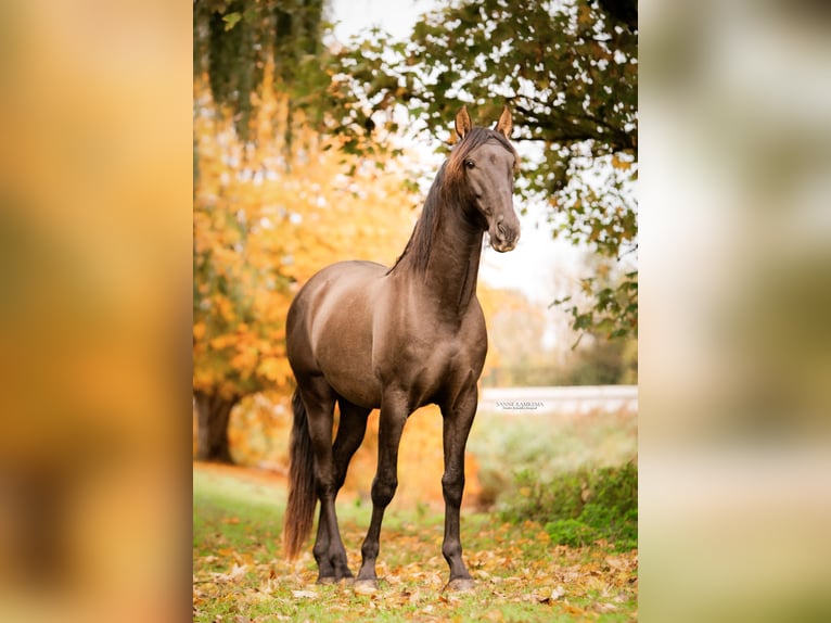 PRE Hengst 4 Jaar 163 cm Zwart in Enkhuizen