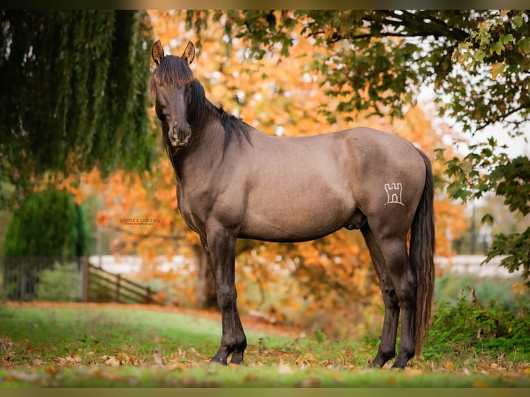 PRE Hengst 4 Jaar 163 cm Zwart in Enkhuizen