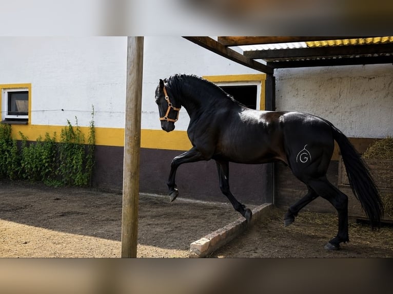 PRE Hengst 4 Jaar 163 cm Zwartbruin in Polenz