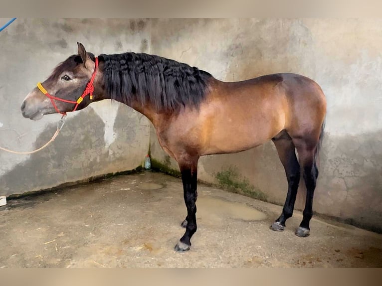 PRE Mix Hengst 4 Jaar 163 cm Zwartschimmel in Jerez